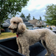 Illustration for article titled Fur Face Friday - Truck Poodle